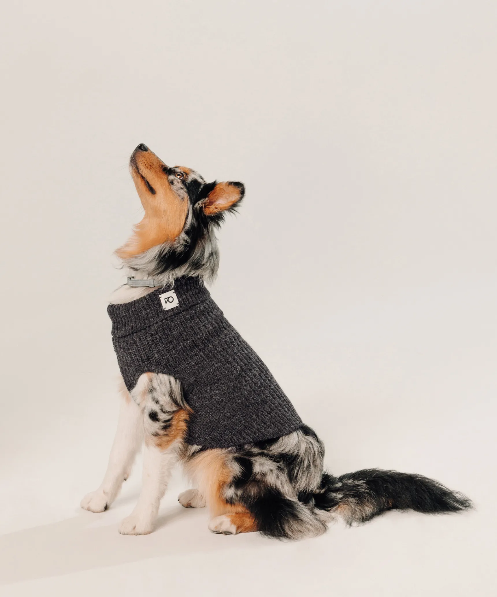 Hot Rodier Pull pour chien gris anthracite